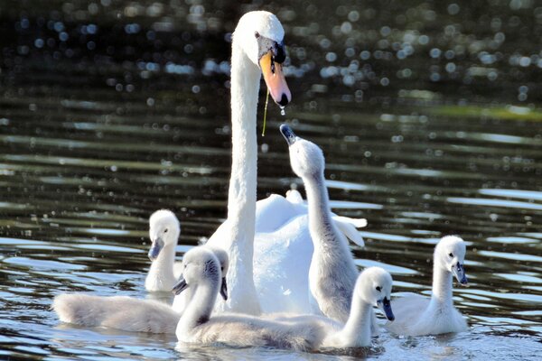 El cisne y sus hijos descansan en el agua