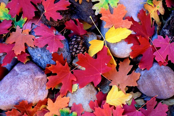 Hojas de arce, conos y piedras en otoño