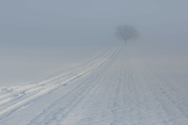 Footprints in winter during fog