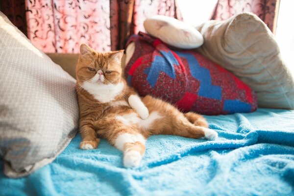 Gato se relaja en el Sofá