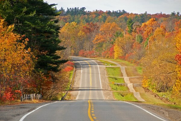 Background autumn forest and roads