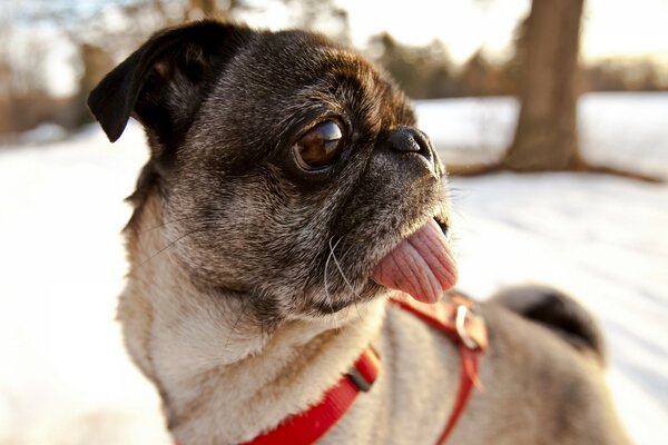 Pug shows tongue in red collar