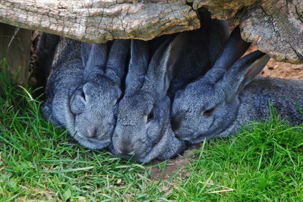 Rabbits are sitting under a stone