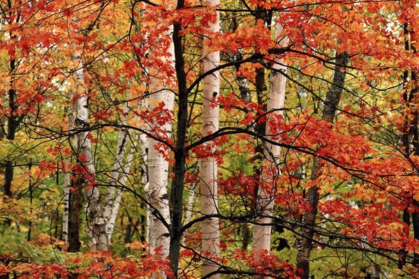 Foresta d autunno betulla e altri alberi