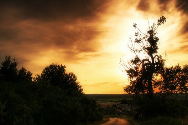 Beautiful yellow sunset in the forest