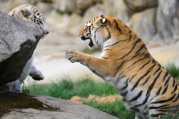 The battle of the white and red tigers