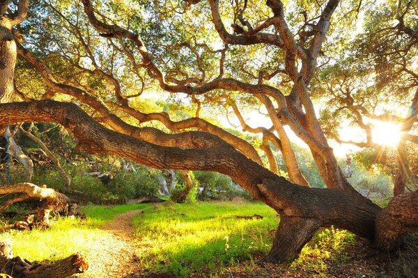 Sunny morning in the forest in summer