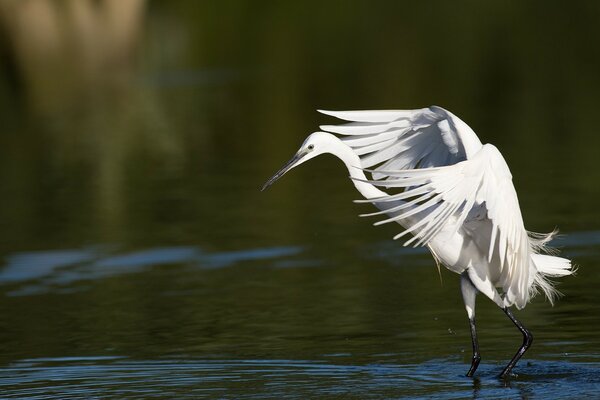 Flapping wings on the water