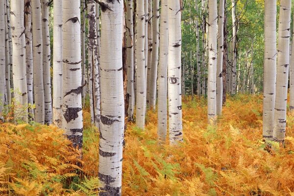 Arbres de bouleau forêt automne