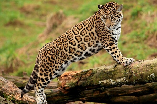 Мощный красивый ягуар на бревне