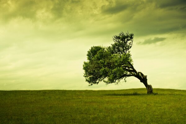 Hay un árbol solitario en un campo bajo las nubes