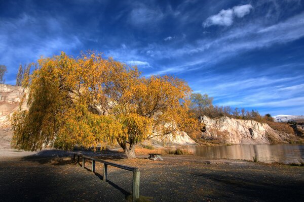 Albero giallo vicino alle rocce sulla riva