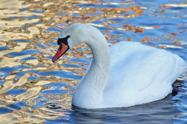 Ein sanfter Schwan schwimmt im goldenen Wasser