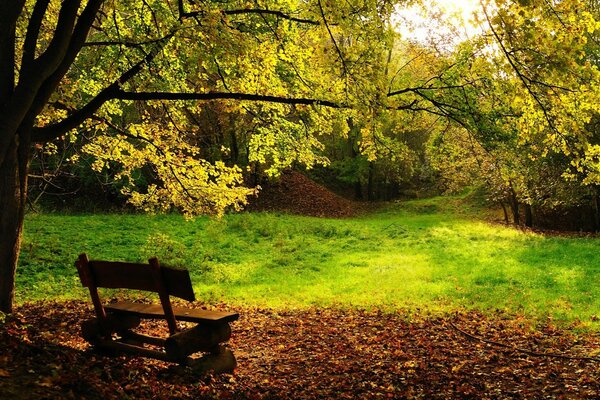 Eine einsame Bank im Herbst unter einem Baum