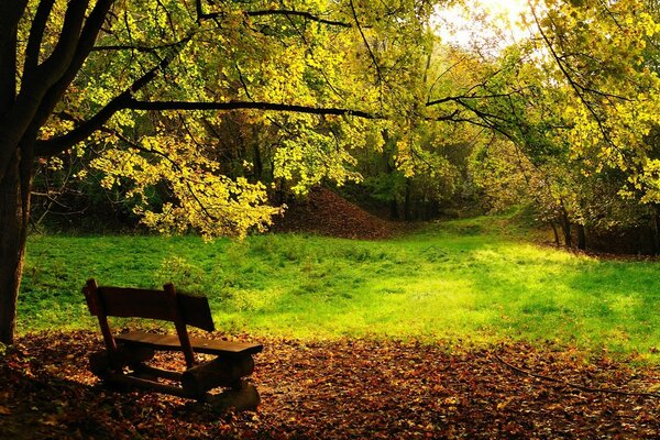 A lonely bench in autumn under a tree