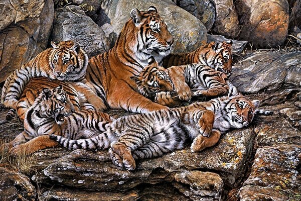 Die Familie der Tiger liegt auf den Steinen