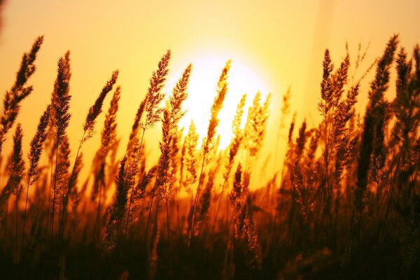 Ährchen auf dem Feld vor dem Hintergrund der Morgendämmerung der Sonne