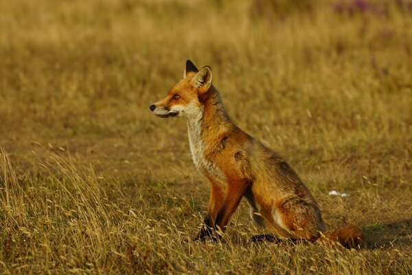 Schlaue rothaarige Fuchs im profil