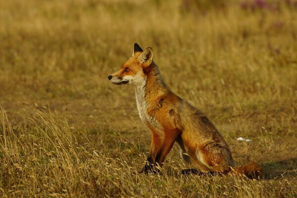 Sly red fox in profile