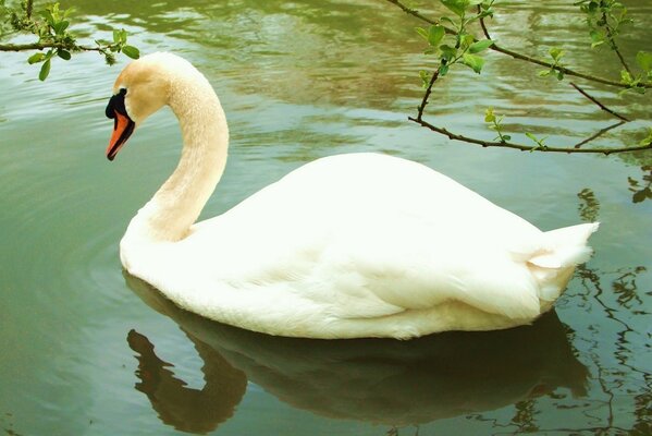 Cigno solitario che galleggia sull acqua