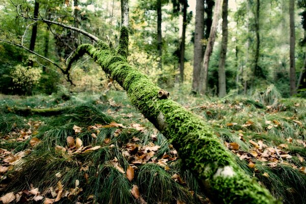 Moss and grass growing on a branch in the forest