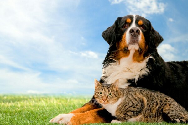 Furry friends a big dog and a small cat are sitting on a sunny meadow