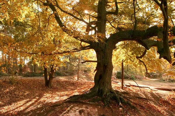 Vieil arbre d automne avec des racines