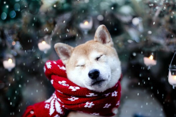 A dog with a red scarf in winter