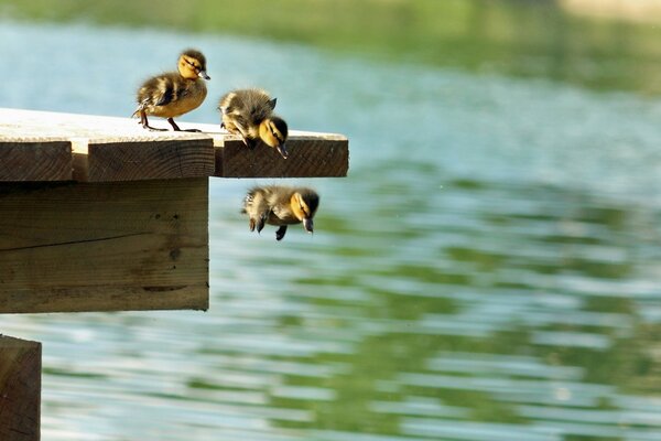 Ducks jump off the pier