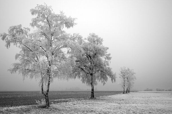 Árboles de nieve en el camino en invierno