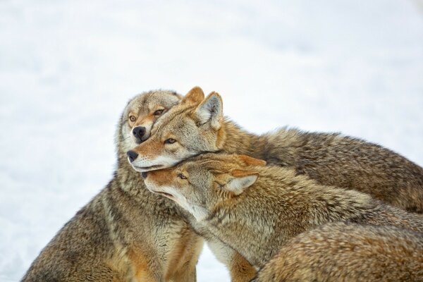 Una bandada de coyotes se acurrucan