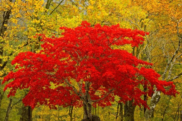 The splendor of nature red autumn tree