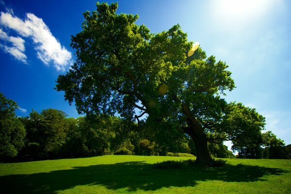 Un árbol en la hierba verde y el sol