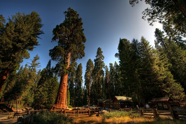 A secluded house among majestic giants