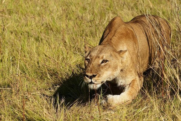 Lioness starts hunting, hiding in the grass