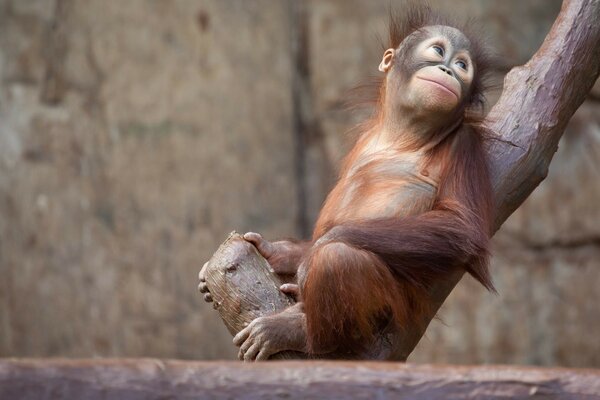 Singe sur l arbre nature