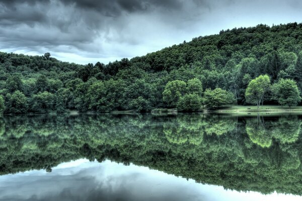 Reflejo del bosque en el agua