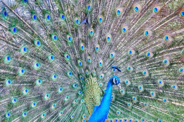 Schöner Pfau hat seinen Schwanz aufgelockert