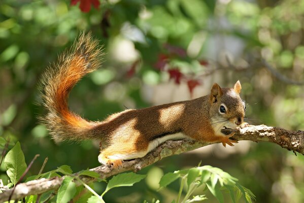 Eichhörnchen lauerte auf einem Ast