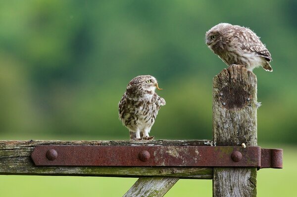 Two little owls are sitting on a wooden fence