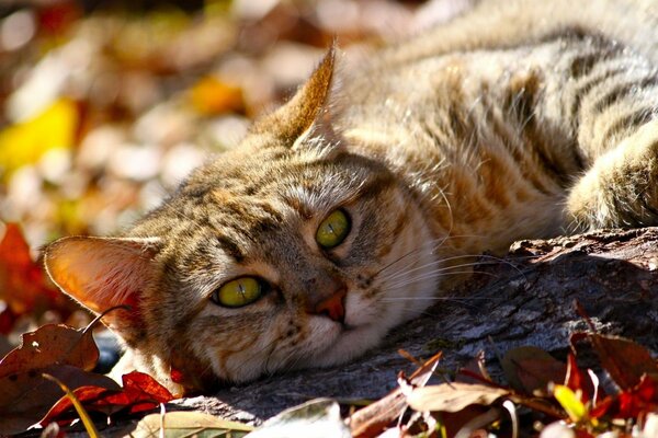 Un gato perezoso descansa en el follaje de otoño