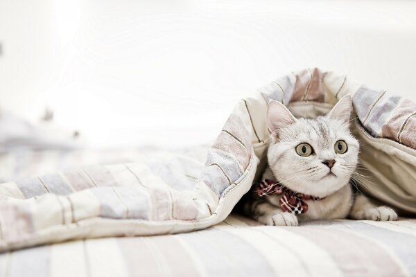 Surprised cute cat with a bow hid in a blanket
