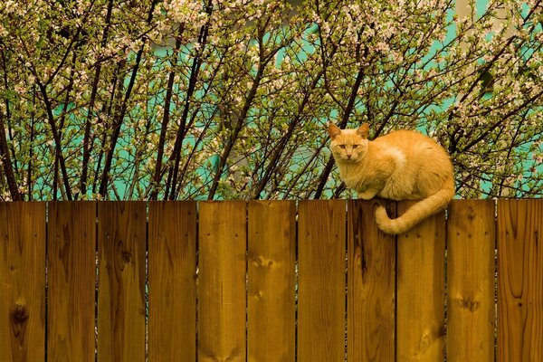 Chat de mars sur la clôture