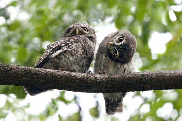 Owls from the wild forest