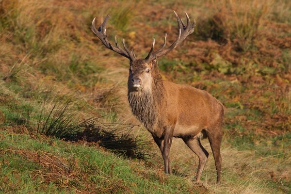 Cerf avec de grandes cornes