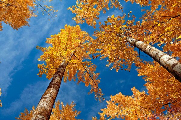 Herbstliche Birken mit gelbem Laub