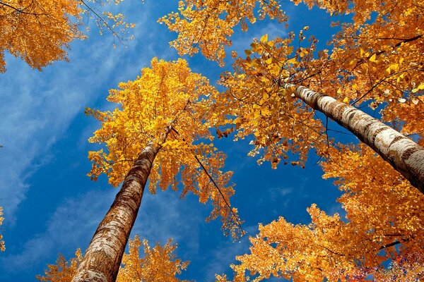 Autumn birches with yellow foliage