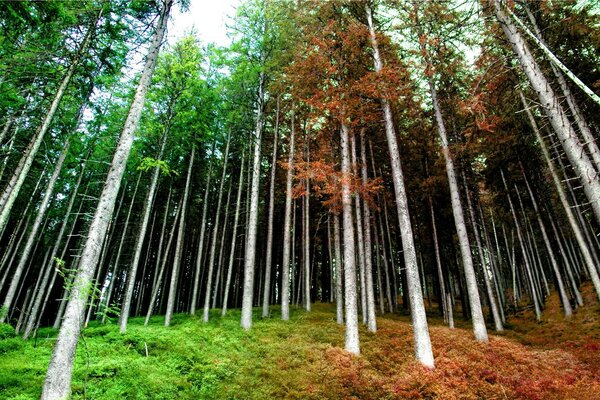 Foresta su sfondo primavera e autunno