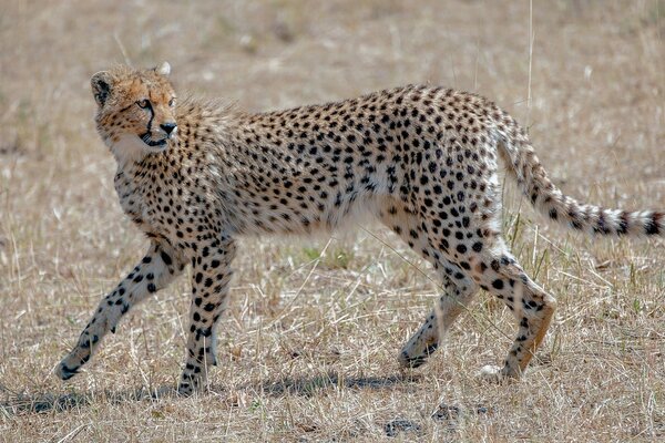 Predatory cheetah on wallpaper