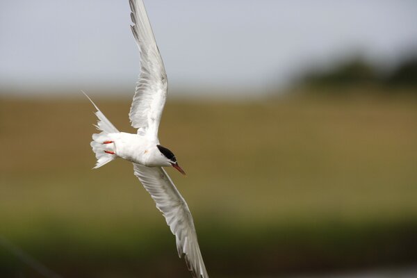 Show blurriness in a photo of birds